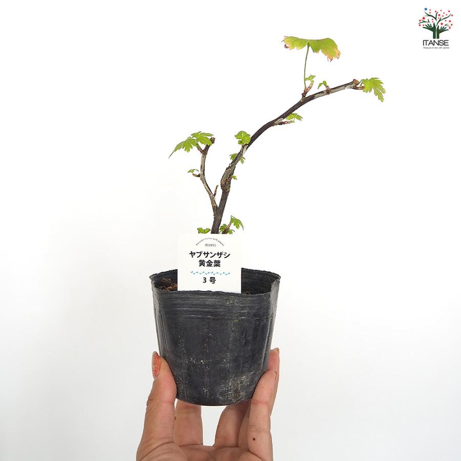 ヤブサンザシ 黄金葉 花木苗 3号/お買い得4個セット Bush May Flower