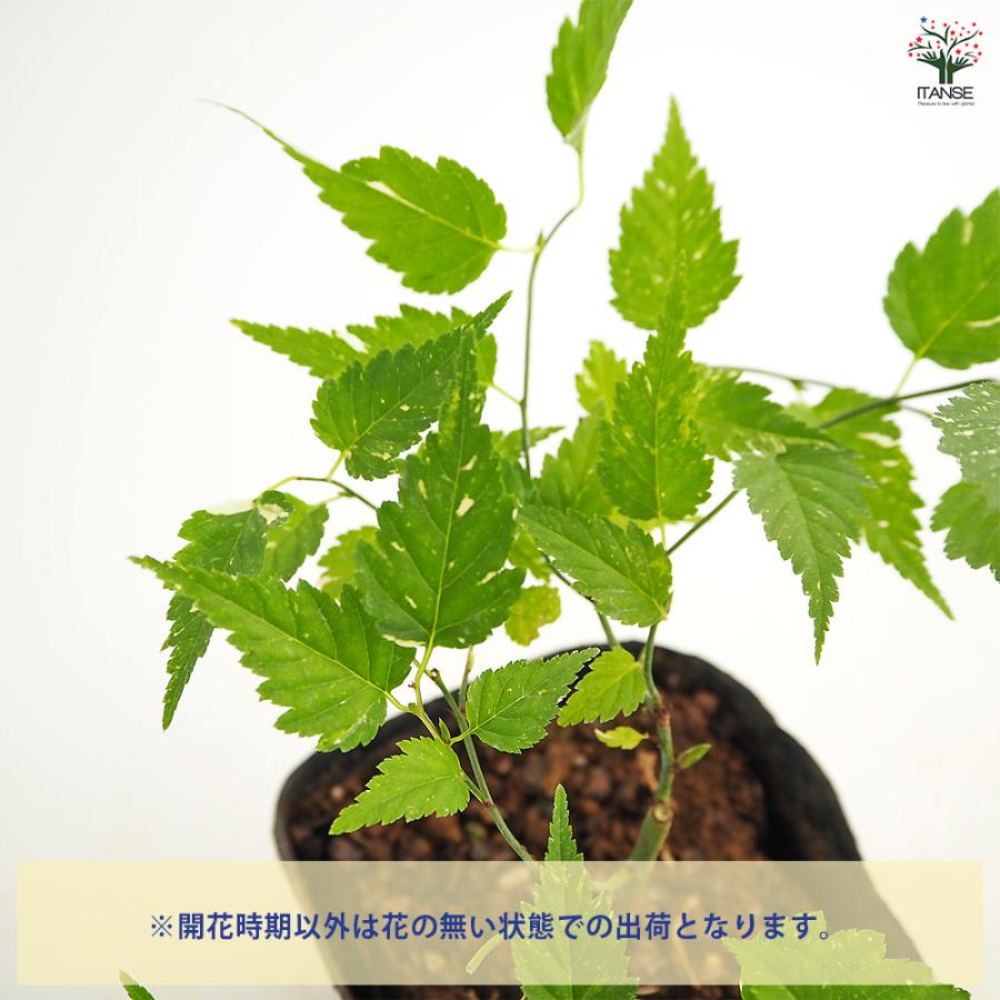 ヤマブキ(山吹) 吹雪錦 花木苗 3.5号/お買い得2個セット 山吹苗 山吹の
