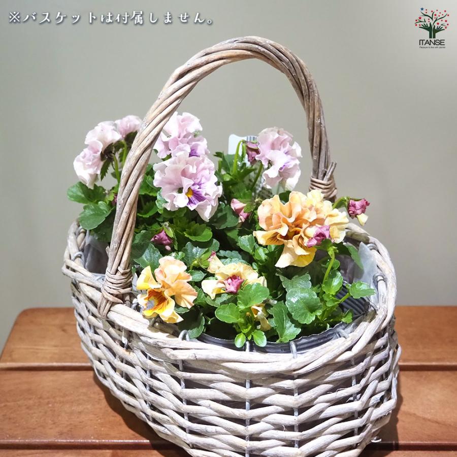 うえたコレクション パンジー・ビオラ 天の羽衣 花苗 3.5号/お買い得24