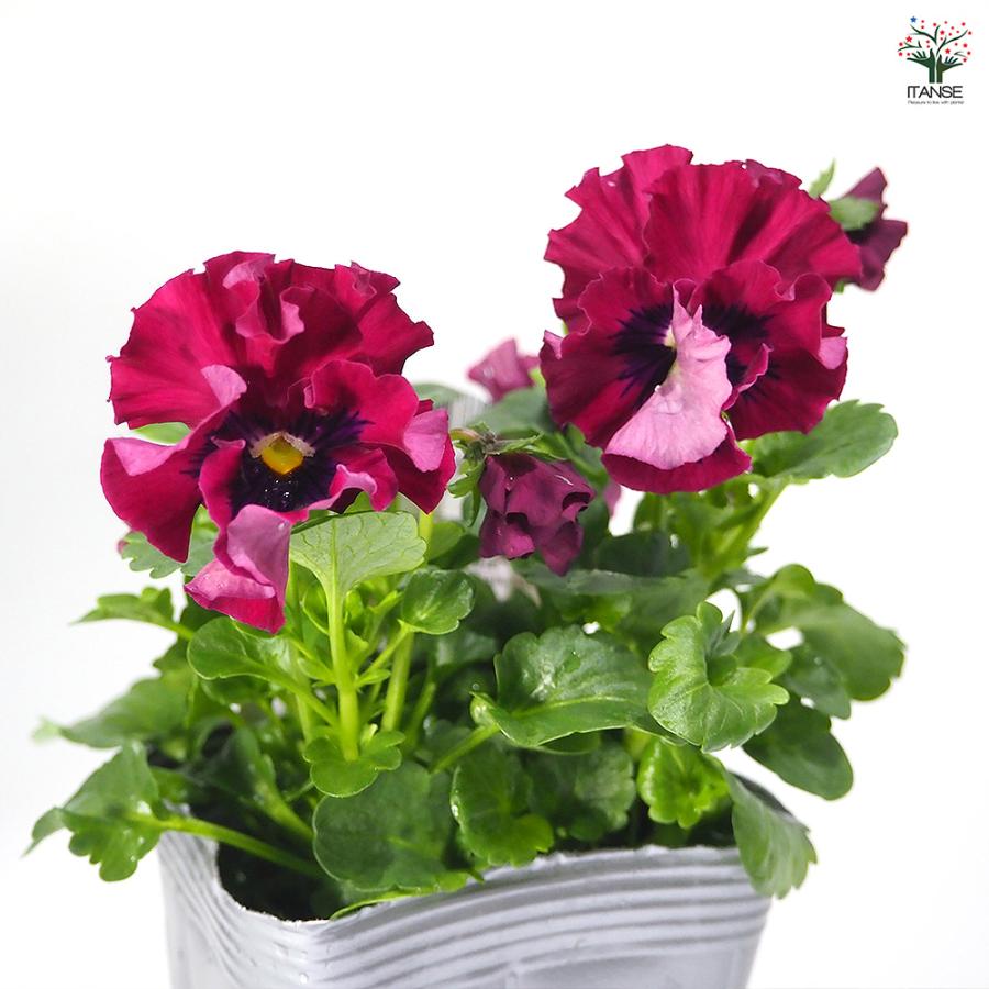 うえたコレクション パンジー・ビオラ 天の羽衣 花苗 3.5号/お買い得24