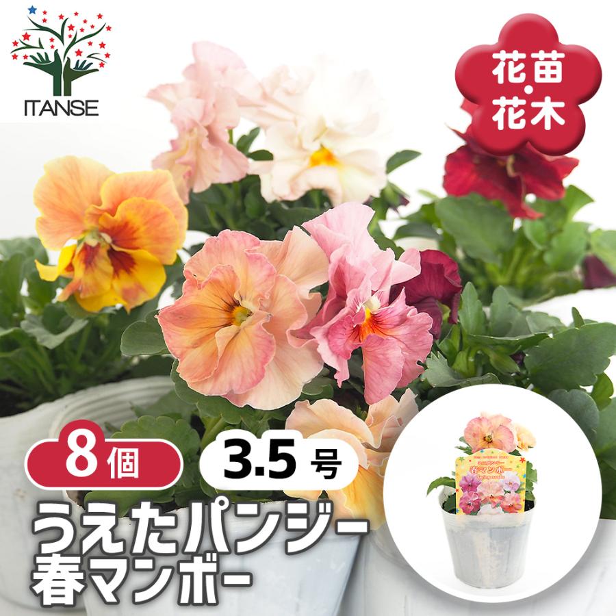 うえたコレクション パンジー・ビオラ 春マンボー 花苗 3.5号/お買い得