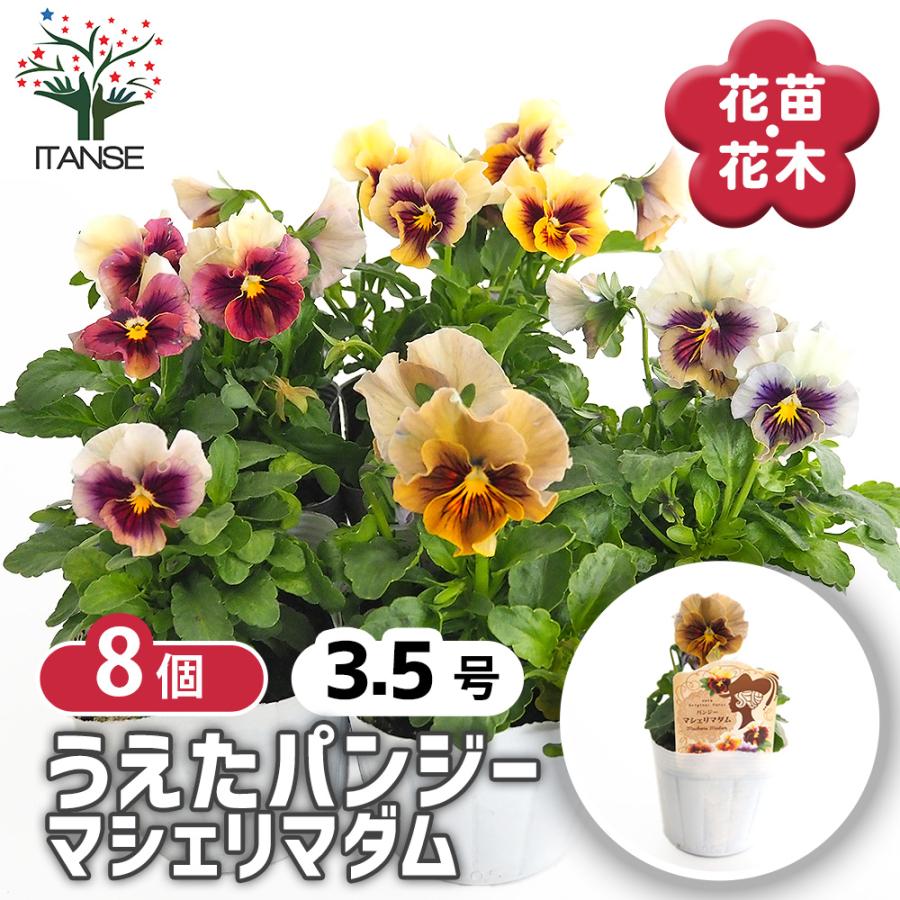 うえたコレクション パンジー・ビオラ マシェリマダム 花苗 3.5号