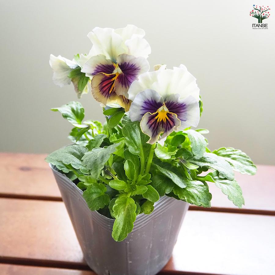 た*ん様 パンジービオラ４苗セット　すみれ図鑑 他 ビオラ すみれ図鑑E 育種家パンジービオラXmasプレゼント付き - メルカリ