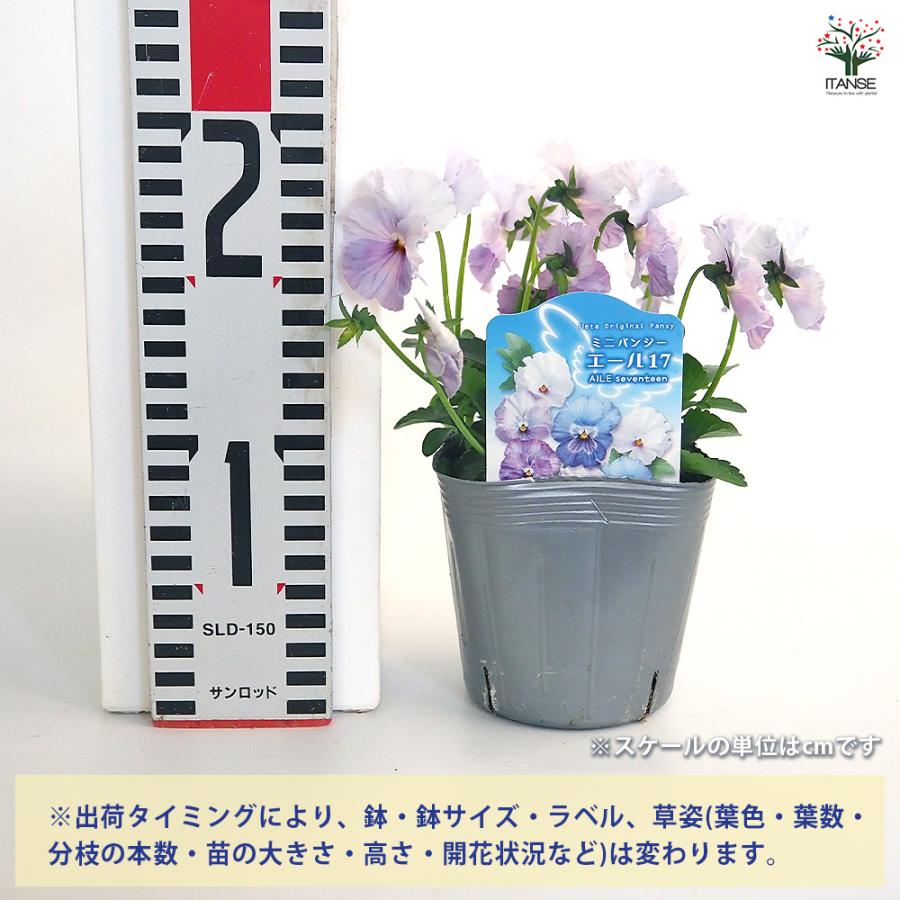 ＬＡ1４♥ビオラレディ ♥希少♥人気品種♥花苗ポットごと発送♥パンジービオラ LA57♥ビオラレディ♥希少♥人気品種♥花苗ポットごと発送