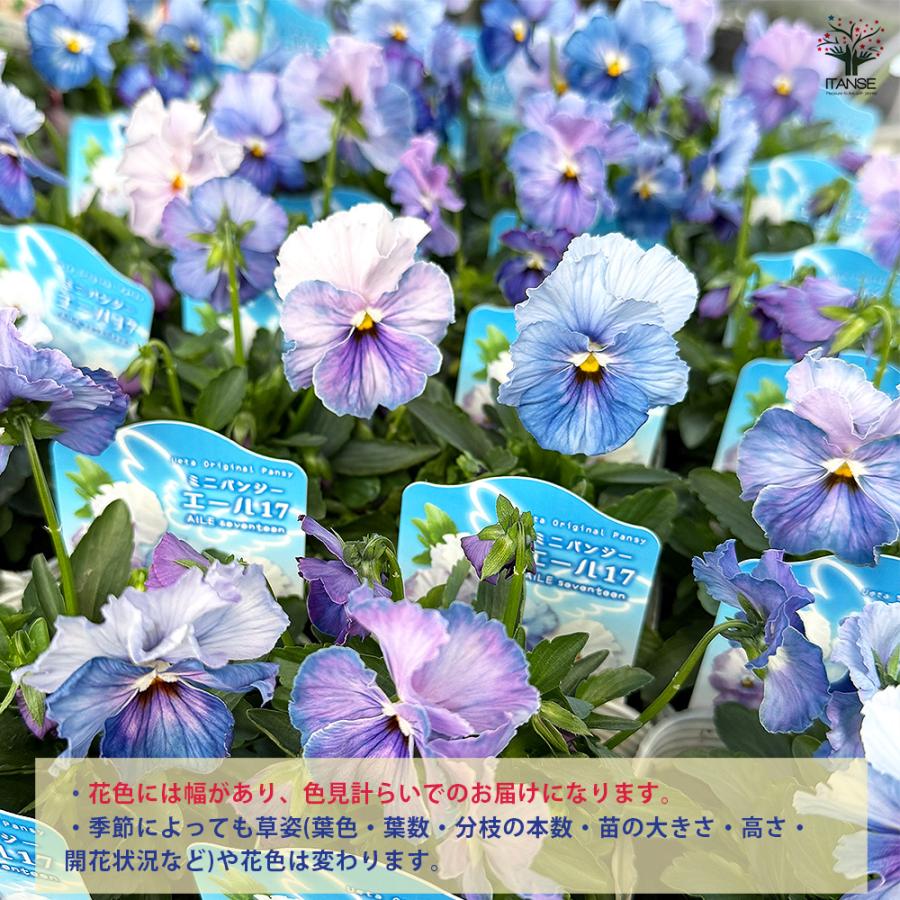 うえたコレクション パンジー・ビオラ エール17 (セブンティーン) 花苗