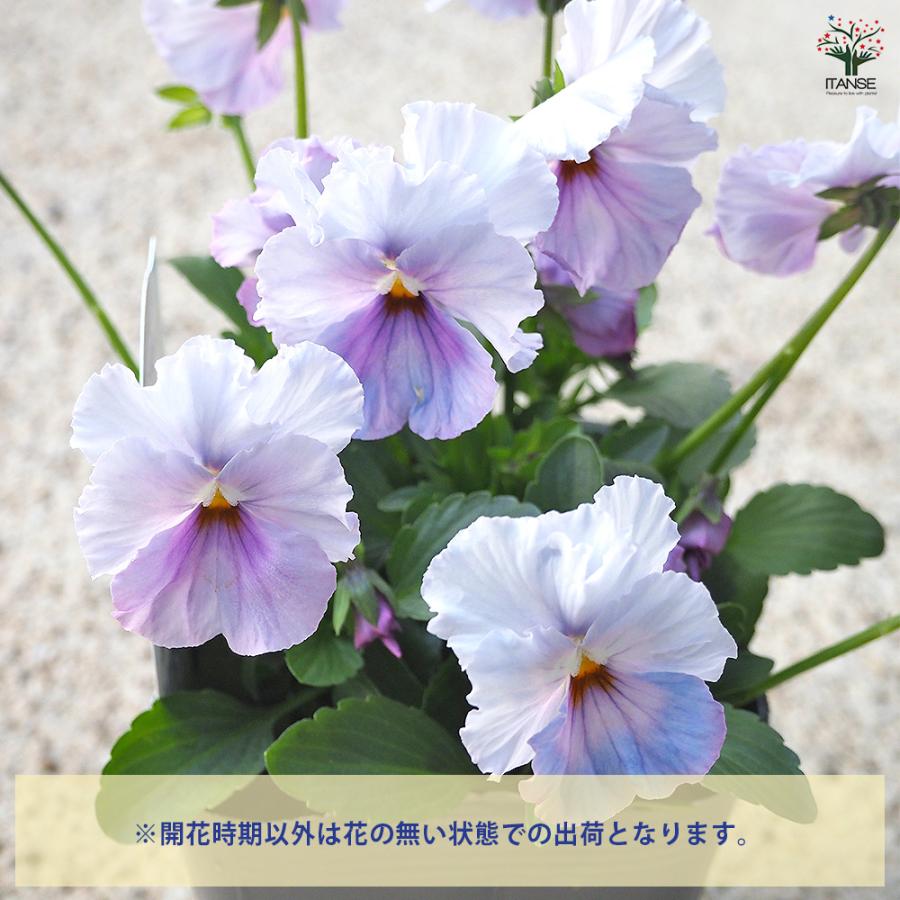 薔薇の花、パンジー　額紫陽花の3点セット　ゴードンさん うえたコレクション パンジー・ビオラ エール17 (セブンティーン) 花苗