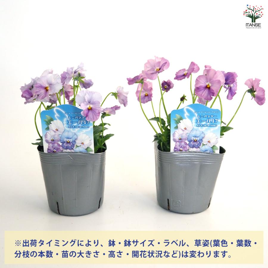 うえたコレクション パンジー・ビオラ エール17 (セブンティーン) 花苗