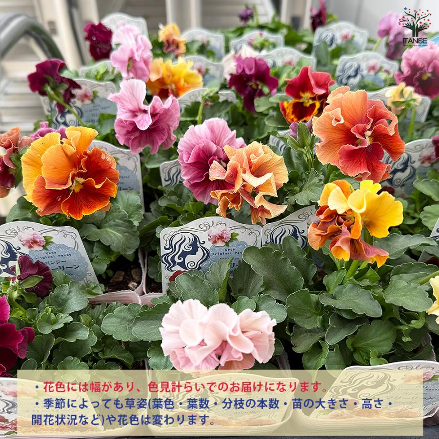 うえたコレクション パンジー・ビオラ マリーリーン 花苗 3.5号