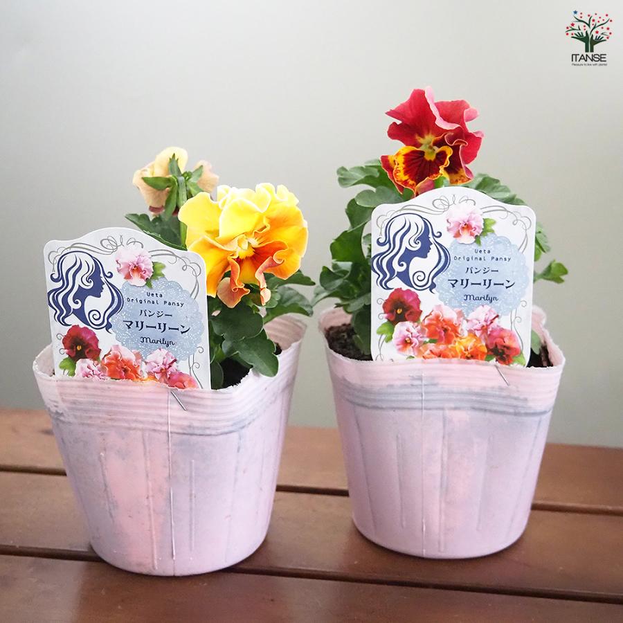 うえたコレクション パンジー・ビオラ マリーリーン 花苗 3.5号