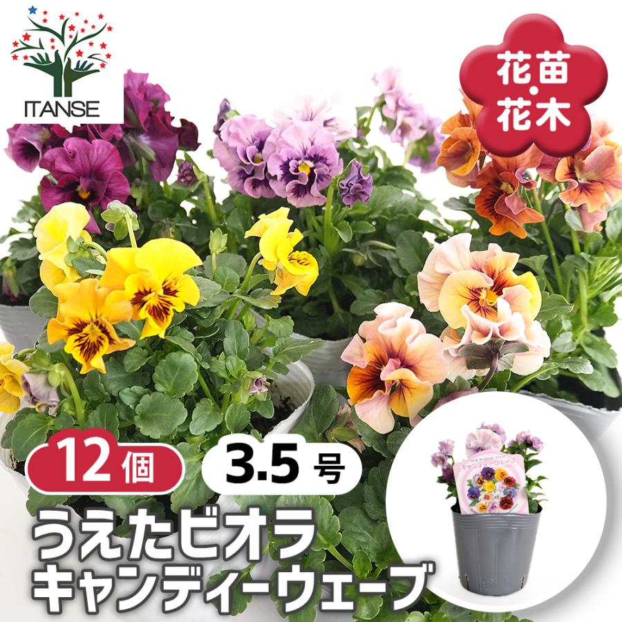 うえたコレクション パンジー・ビオラ キャンディーウェーブ 花苗 3.5