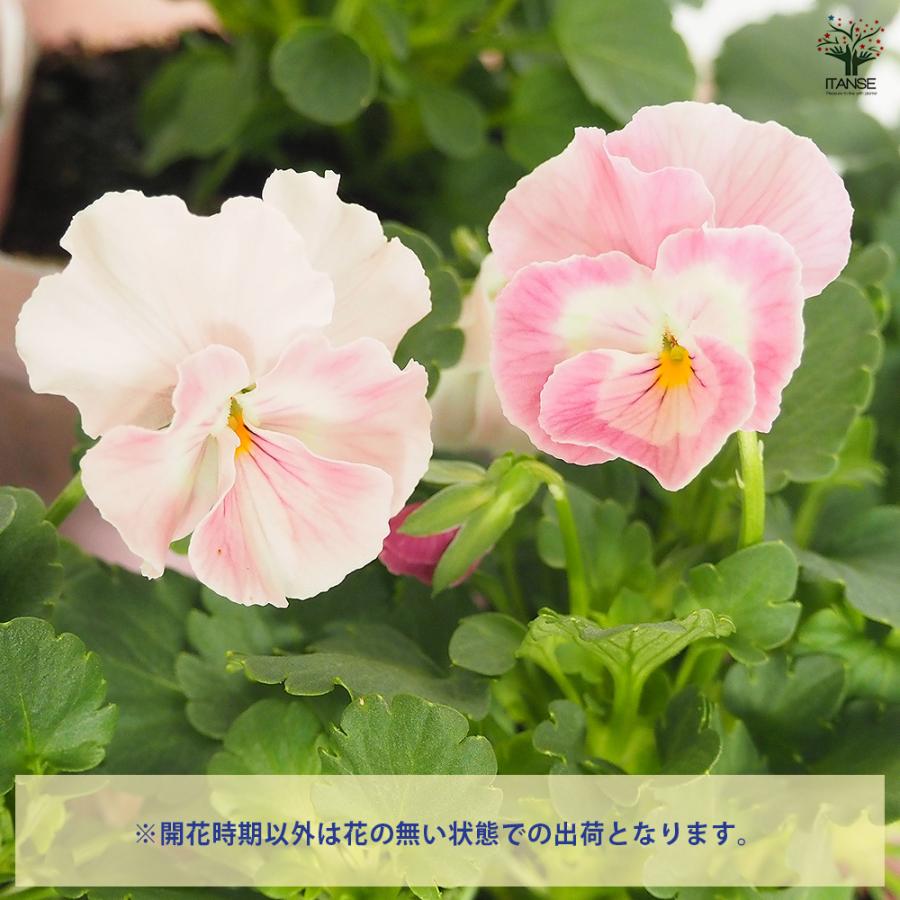 うえたコレクション パンジー・ビオラ キューティーハート 花苗 3.5号