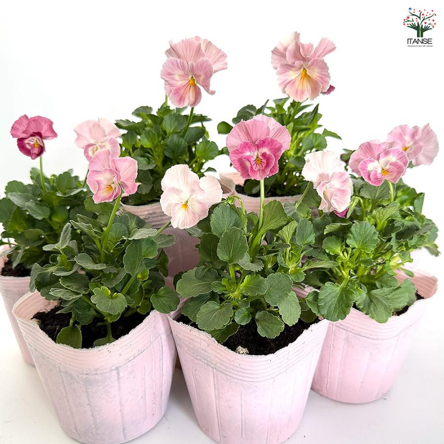 ＬＡ４０♥ビオラレディ ♥希少♥人気品種♥花苗ポットごと発送♥パンジービオラ 楽天市場】［花色おまかせ］ビオラ・レディ 3号ポット【おしゃれ 新