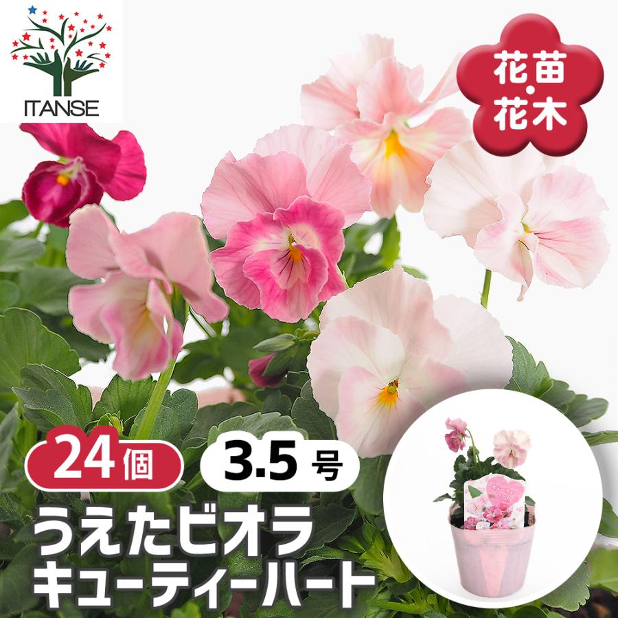 うえたコレクション パンジー・ビオラ キューティーハート 花苗 3.5号