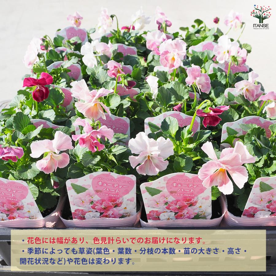うえたコレクション パンジー・ビオラ キューティーハート 花苗 3.5号