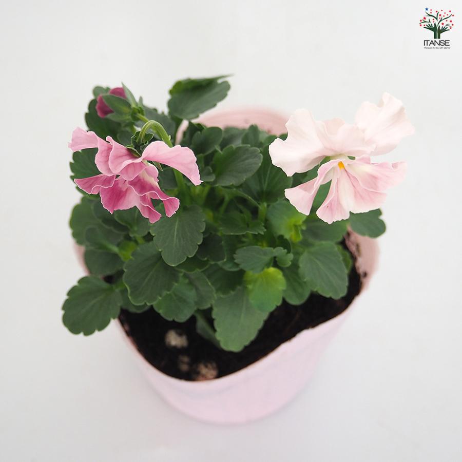 うえたコレクション パンジー・ビオラ キューティーハート 花苗 3.5号