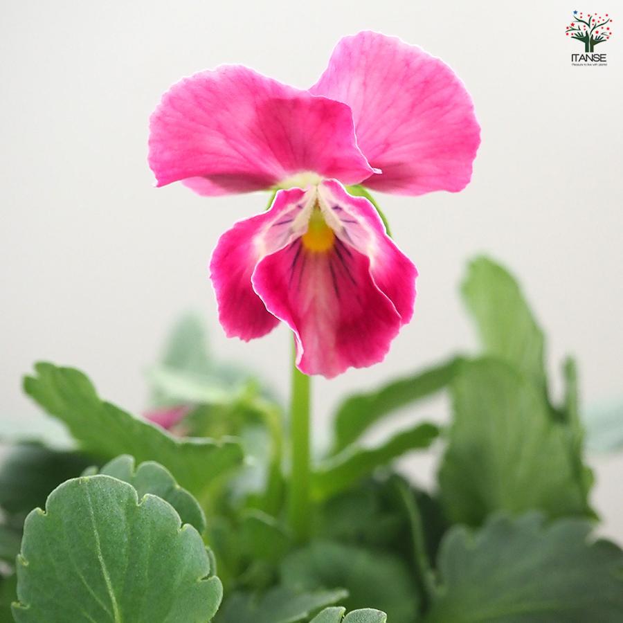 うえたコレクション パンジー・ビオラ キューティーハート 花苗 3.5号