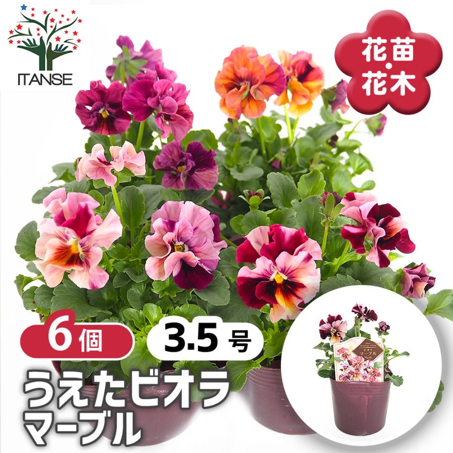 うえたコレクション パンジー・ビオラ マーブル 花苗 3.5号/お買い得6