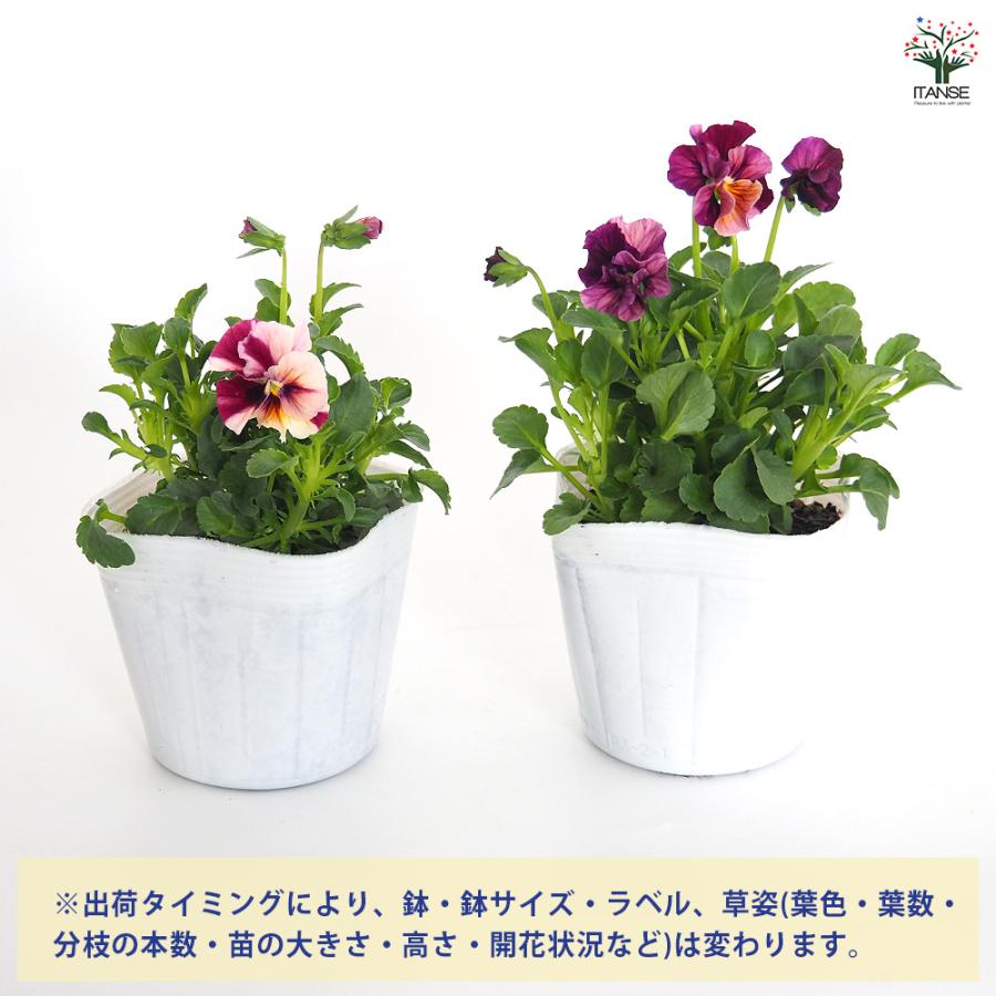 うえたコレクション パンジー・ビオラ マーブル 花苗 3.5号/お買い得6