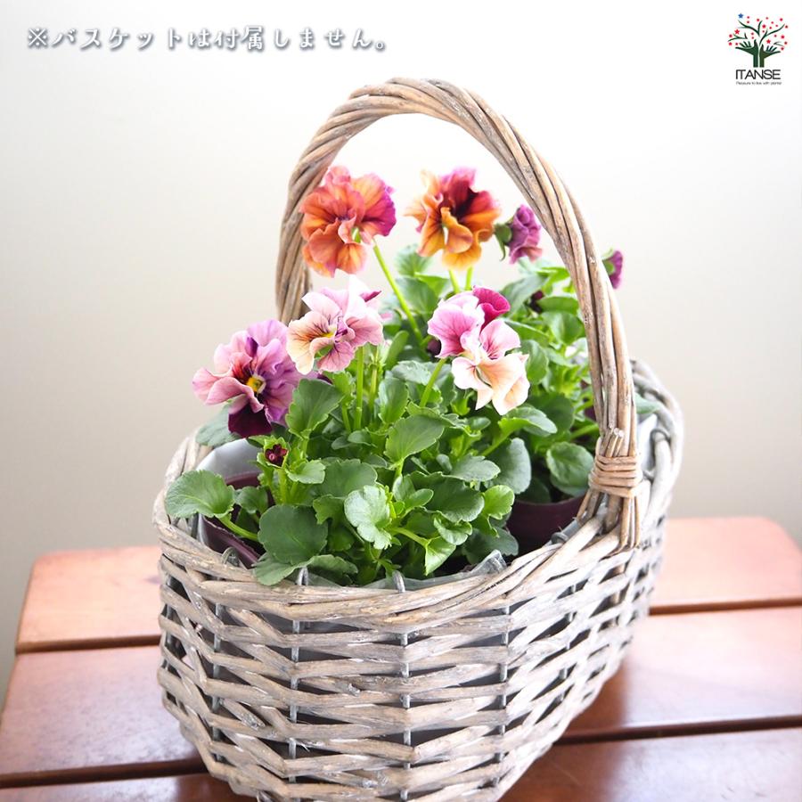 うえたコレクション パンジー・ビオラ マーブル 花苗 3.5号/お買い得6