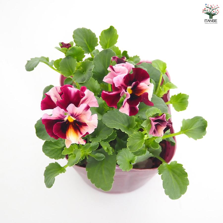 ビオラ　マーブル　⑦、⑤ポット苗 楽天市場】【まもなく予約締切】【予約販売】 育種家うえたさん