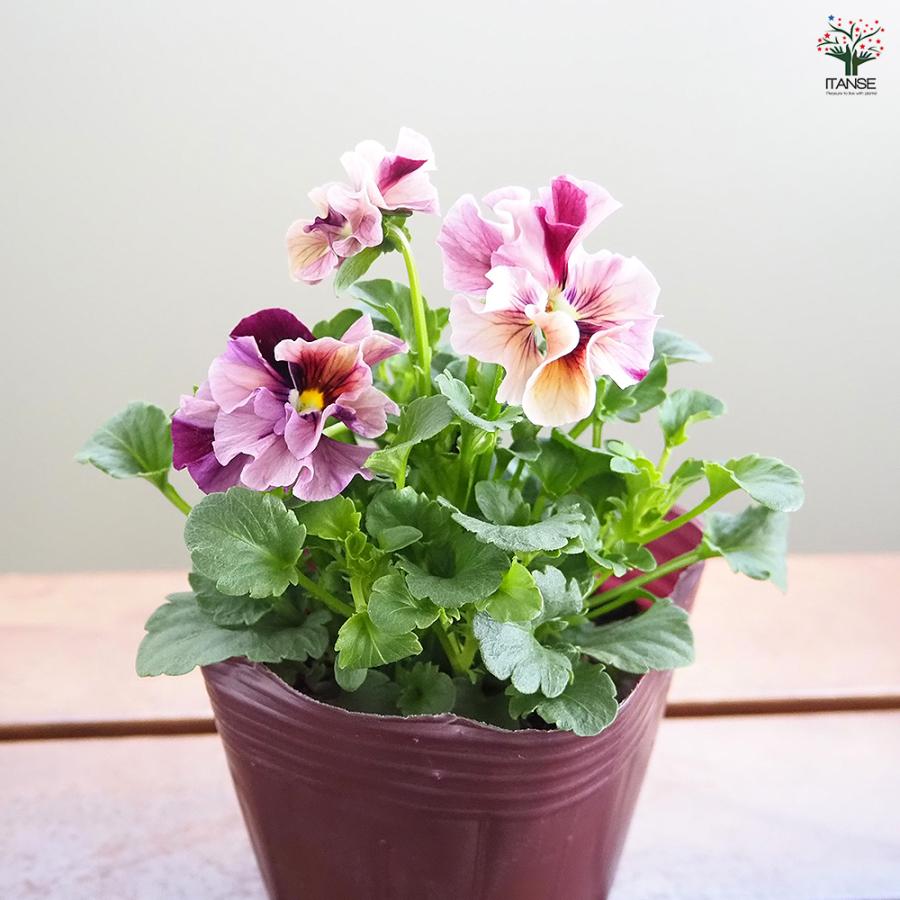 うえたコレクション パンジー・ビオラ マーブル 花苗 3.5号/お買い得12