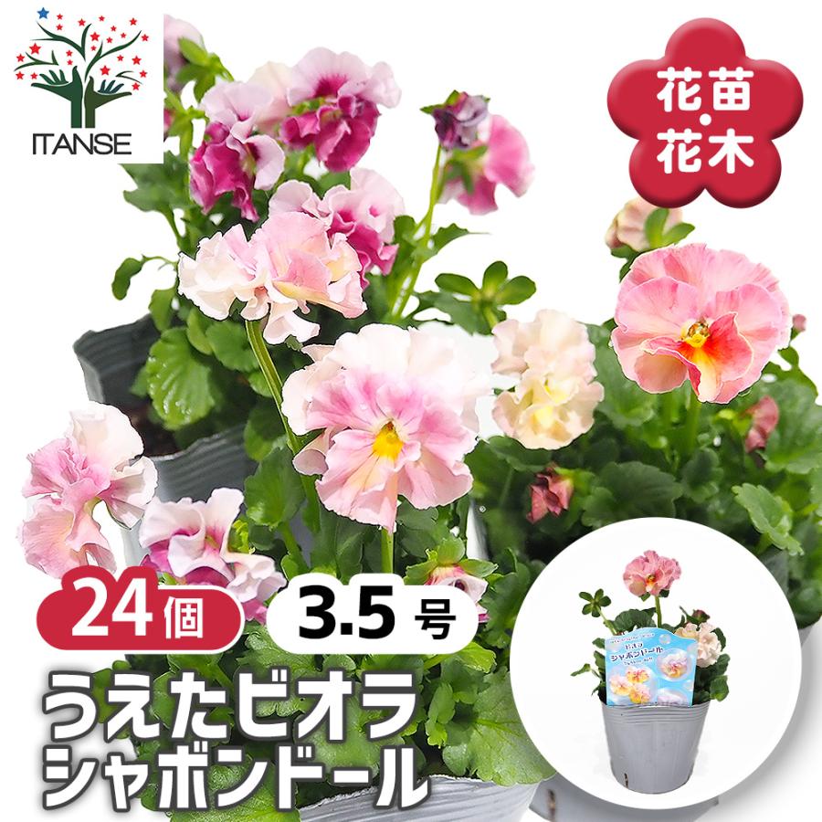 うえたコレクション パンジー・ビオラ シャボンドール 花苗 3.5号