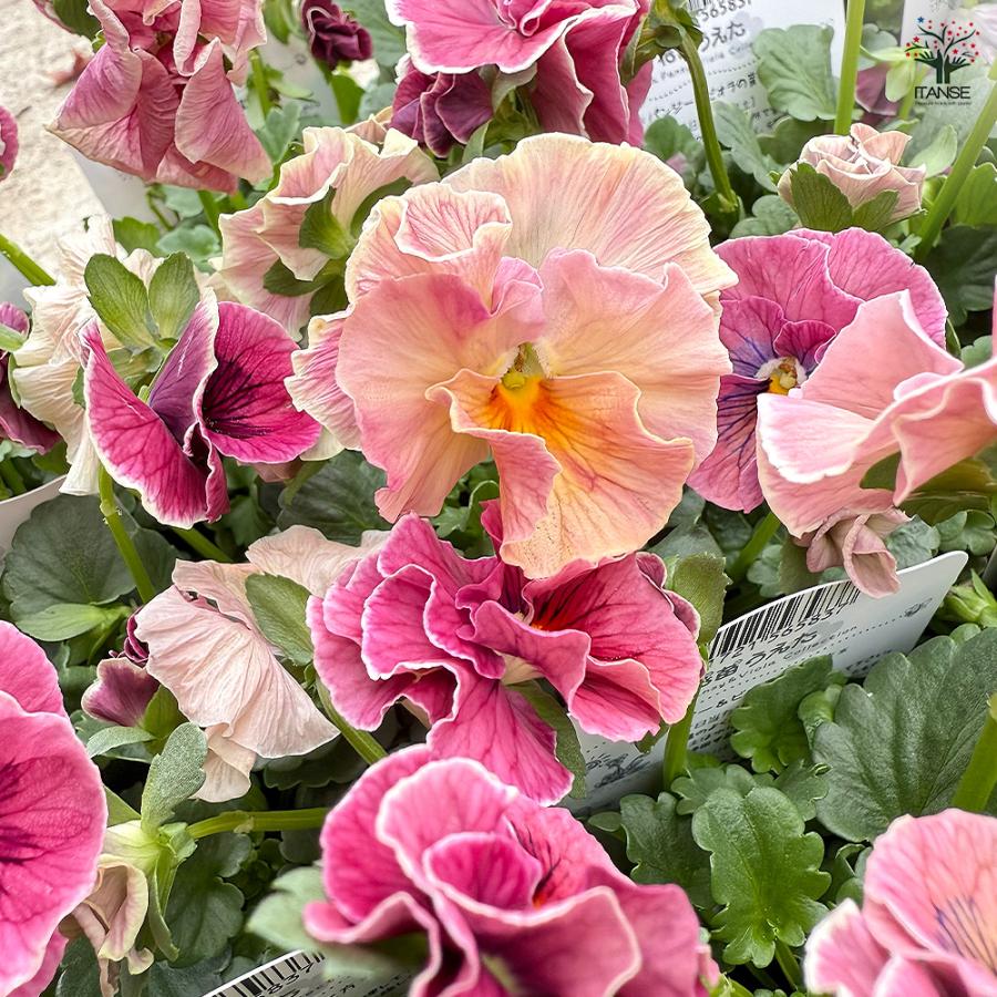 うえたコレクション パンジー・ビオラ シャルマンロゼ 花苗 3.5号