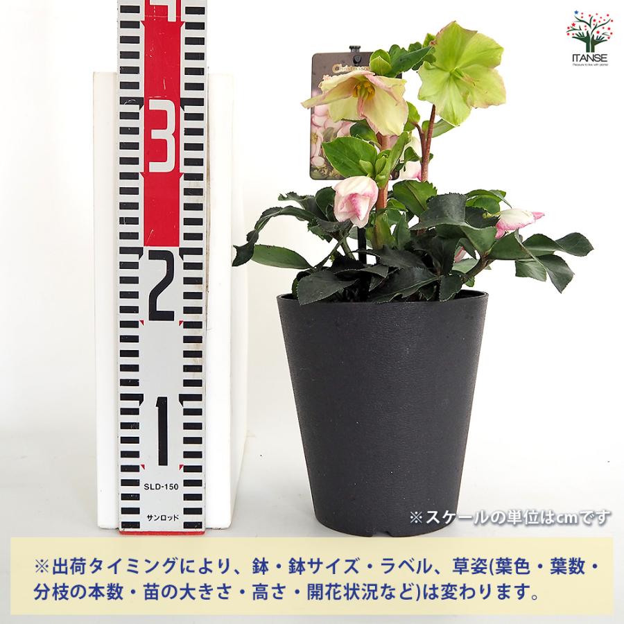 クリスマスローズ 氷の薔薇ピコティ 花苗 5号/1個売り クリスマス