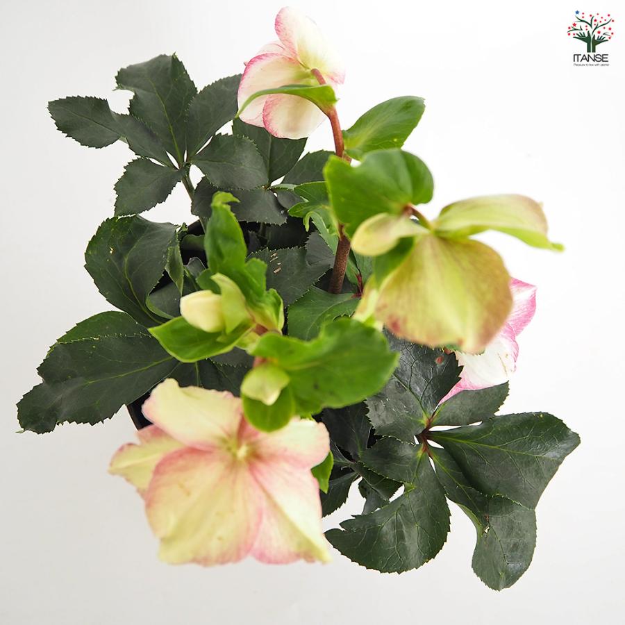 クリスマスローズ 氷の薔薇ピコティ 花苗 5号/1個売り クリスマス