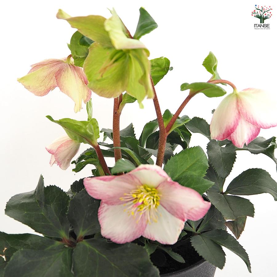 もり子「歳末セール」クリスマスローズ 苗 セット もり子様専用「歳末セール」クリスマスローズ 苗 セット