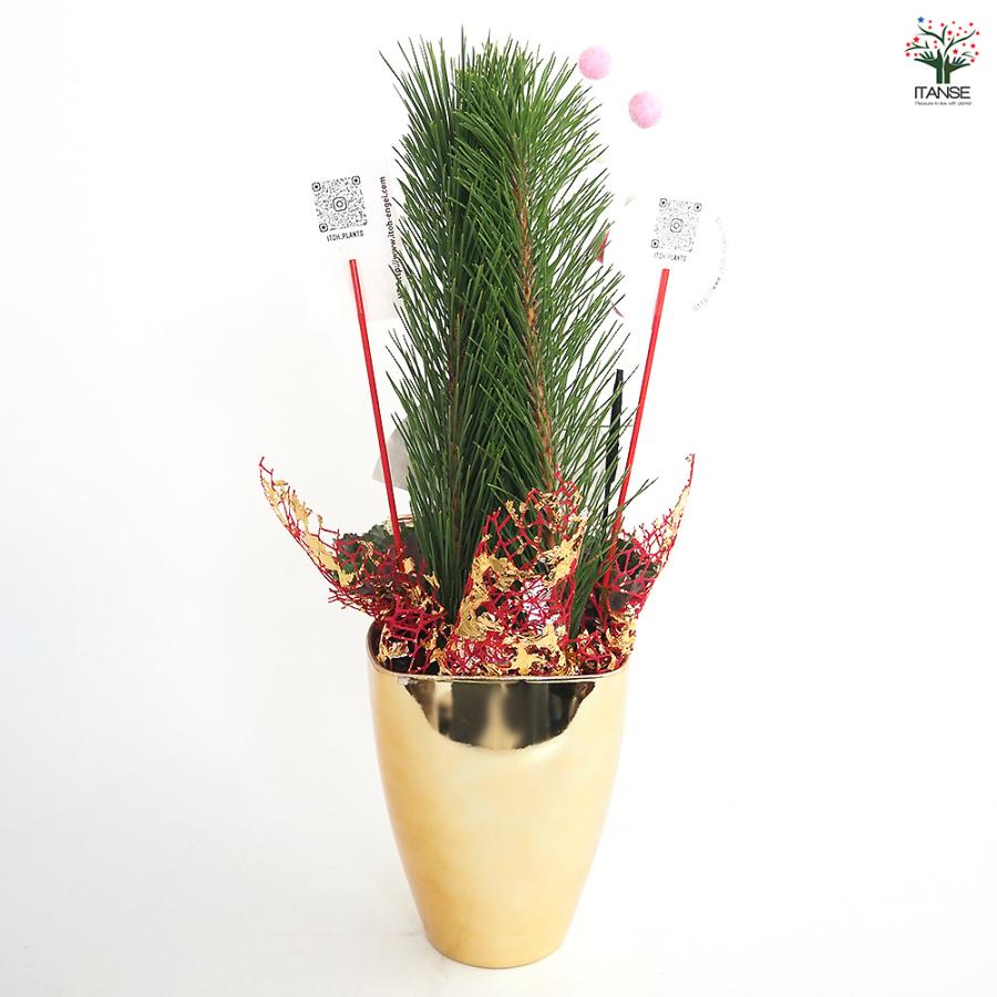 門松(かどまつ) ミニ門松 ゴールド鉢 正月飾り 5号/1個売り お正月