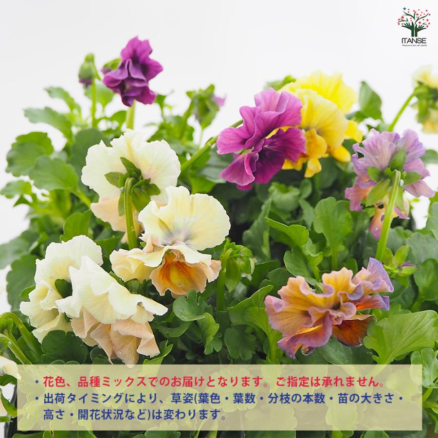 ビオラ アイクルール色見計い 花苗 3.5号/お買い得6個セット 花の苗