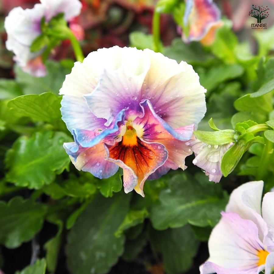 ビオラ アイクルール色見計い 花苗 3.5号/お買い得6個セット 花の苗