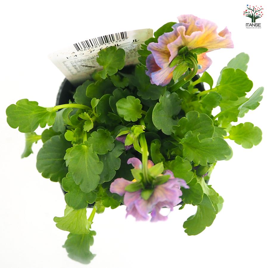 ビオラ アイクルール色見計い 花苗 3.5号/お買い得6個セット 花の苗