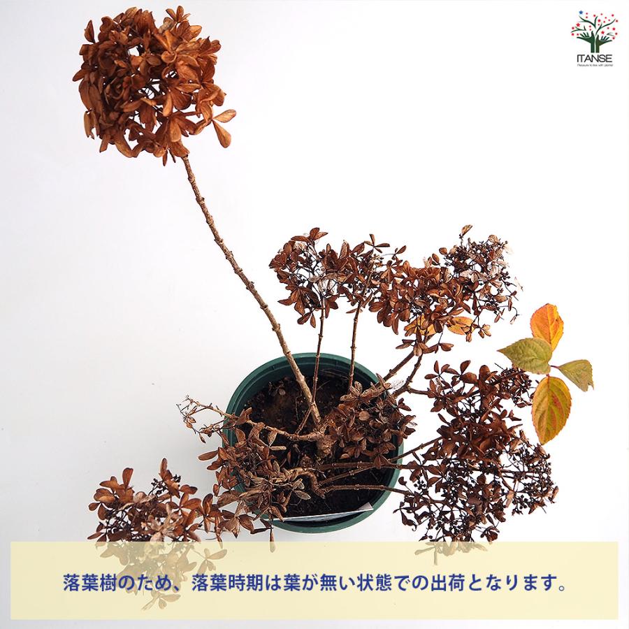 ピラミッドアジサイ プチスター 花木苗 6号/1個売り ピラミッド