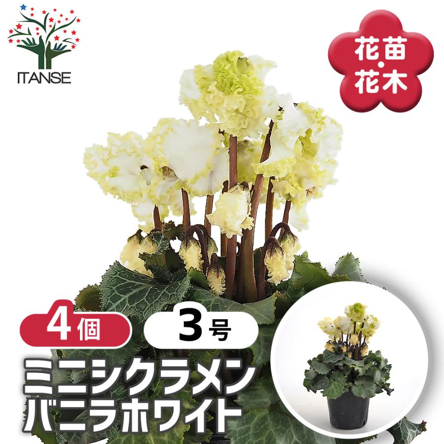 ミニシクラメン バニラホワイト 花苗 3号/お買い得4個セット 花の苗
