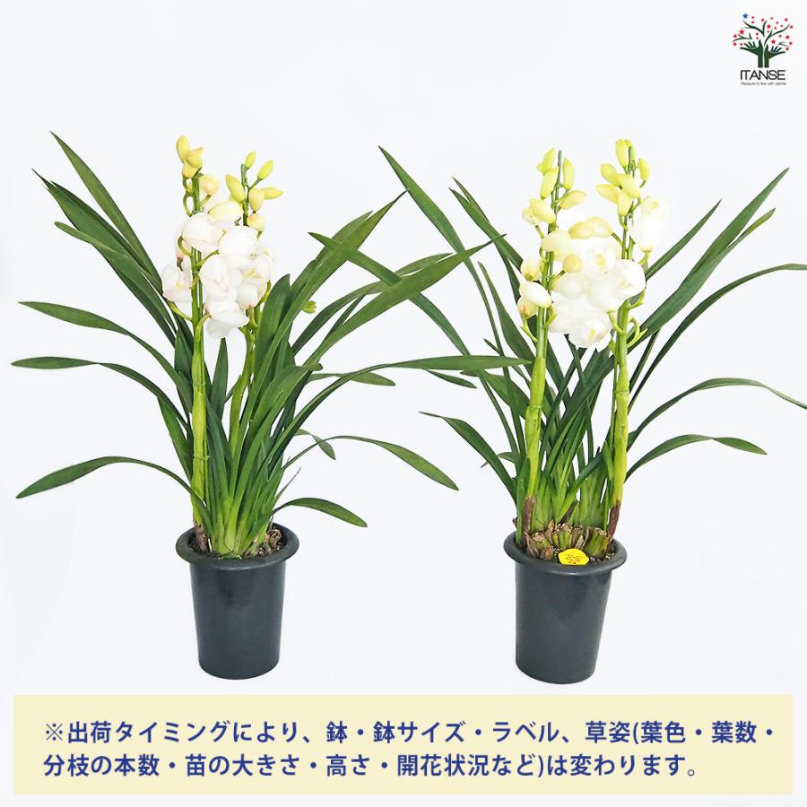 シンビジウム 恋の予感 花苗 6.5号/1個売り シンビジューム グリーン