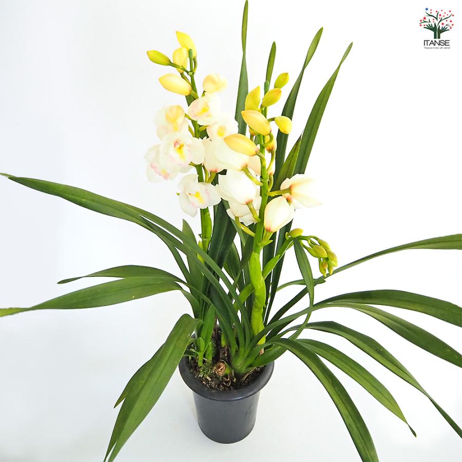 シンビジウム 恋の予感 花苗 6.5号/1個売り シンビジューム グリーン