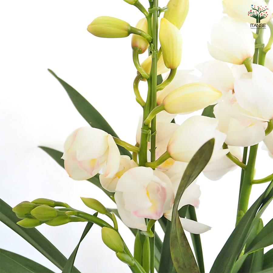 シンビジウム 恋の予感 花苗 6.5号/1個売り シンビジューム グリーン