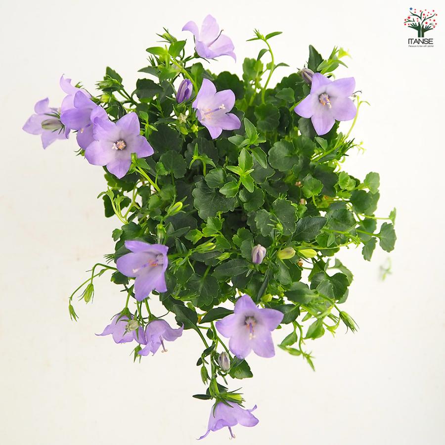 カンパニュラ メリーベル 花苗 3号/1個売り フウリンソウ 風鈴草