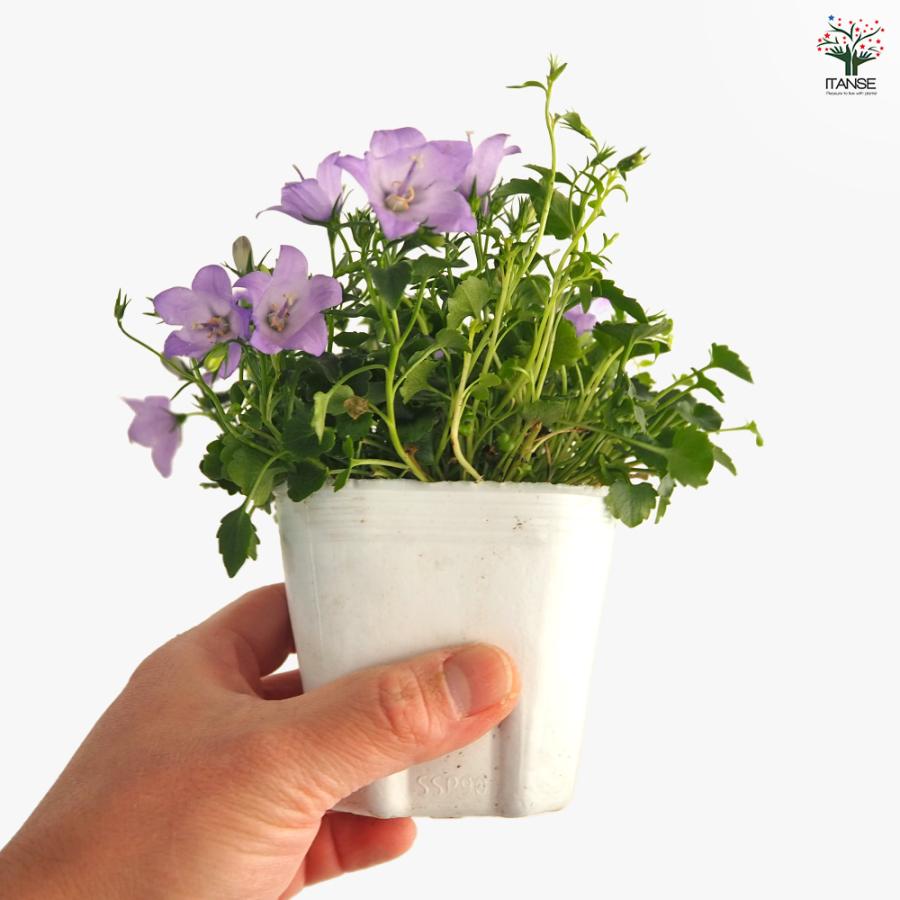 カンパニュラ メリーベル 花苗 3号/1個売り フウリンソウ 風鈴草