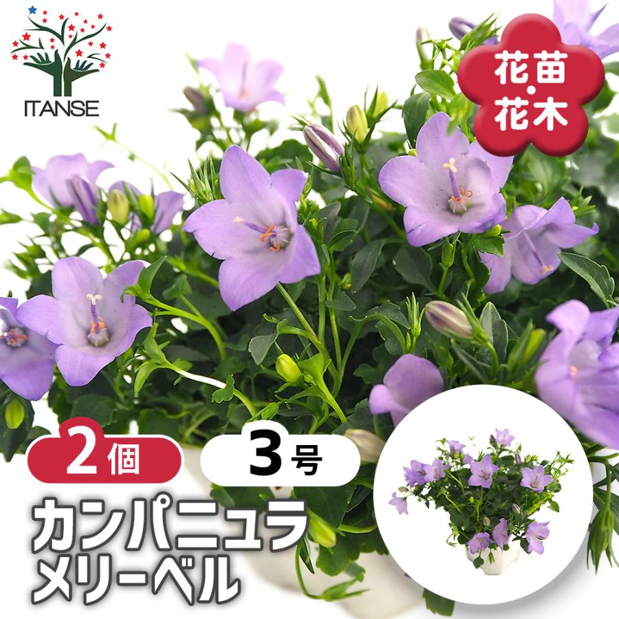 カンパニュラ メリーベル 花苗 3号/お買い得2個セット フウリンソウ
