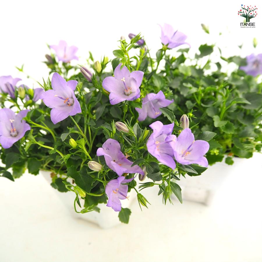カンパニュラ メリーベル 花苗 3号/お買い得2個セット フウリンソウ