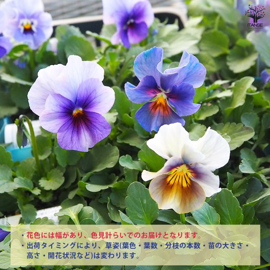 びおら様ご依頼品　計9苗 びおら様ご依頼品 計9苗