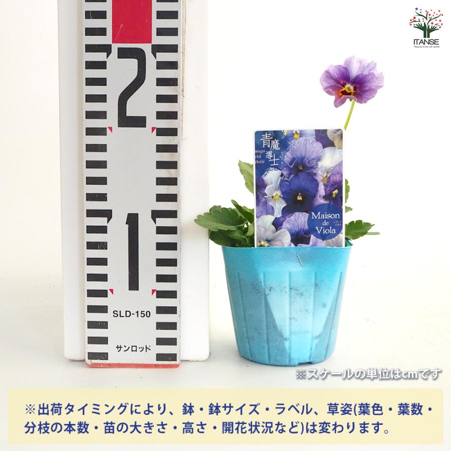 ビオラ 青魔導士 色見計らい 花苗 3号/お買い得6個セット 花の苗
