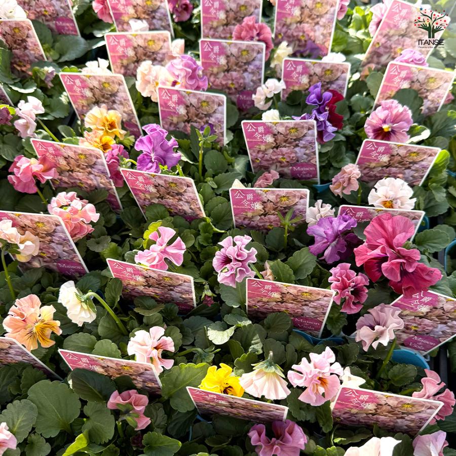 ビオラ 公爵令嬢 色見計らい 花苗 3号/お買い得3個セット 花の苗