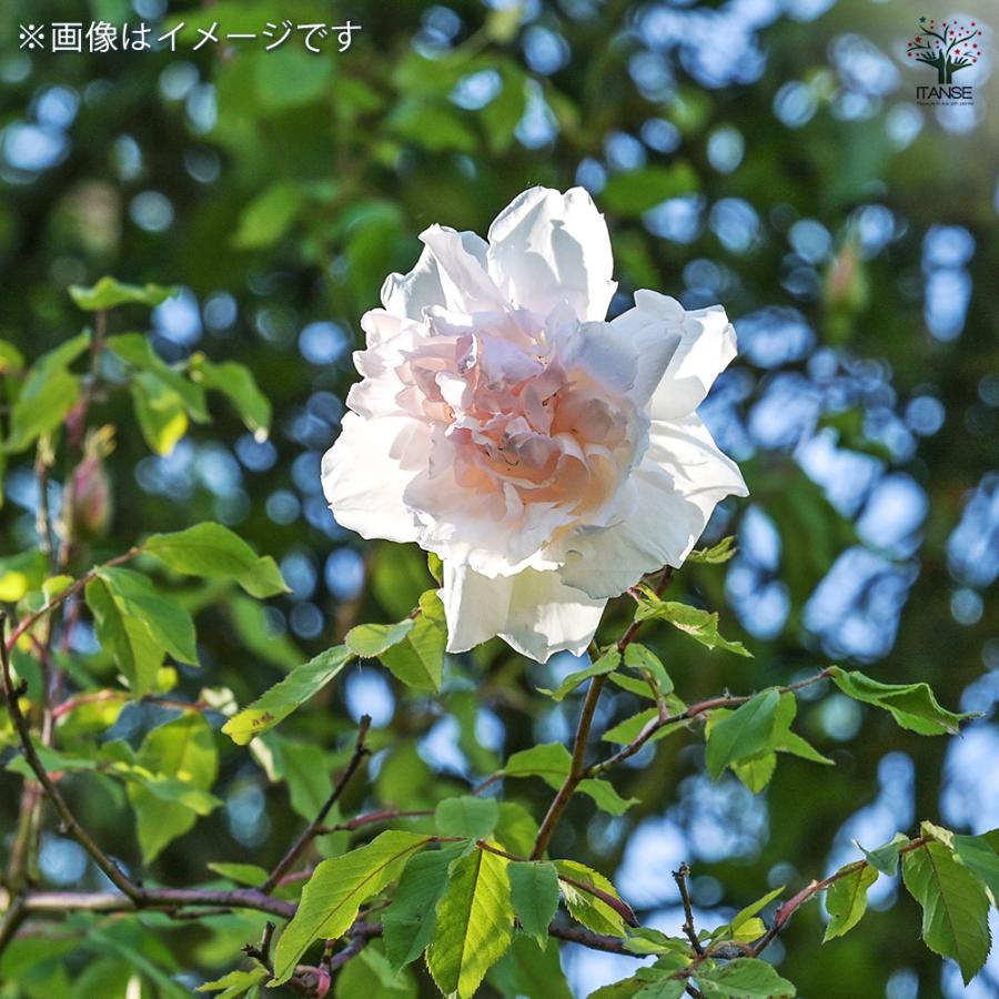 薔薇 ブラッシュ ノアゼット 接木苗 花苗 4号/1個売り バラ苗 バラの苗