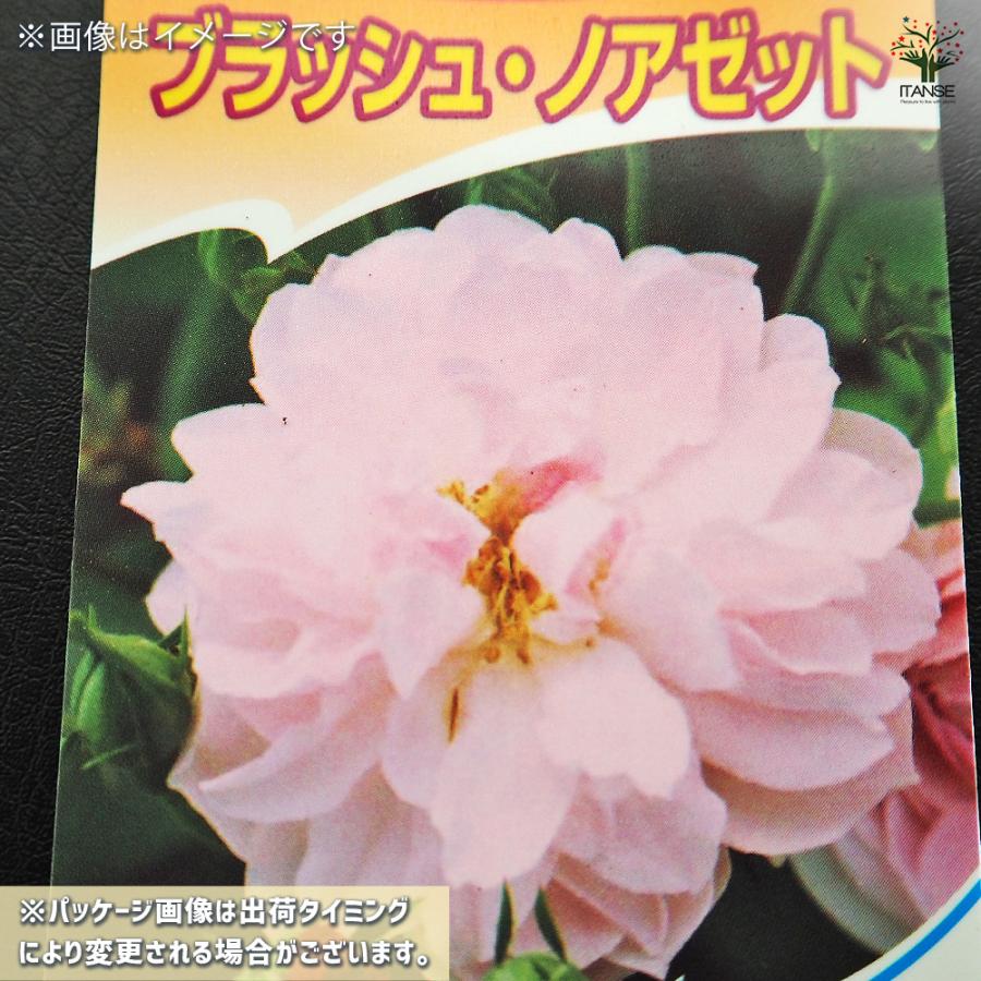 薔薇 ブラッシュ ノアゼット 接木苗 花苗 4号/1個売り バラ苗 バラの苗