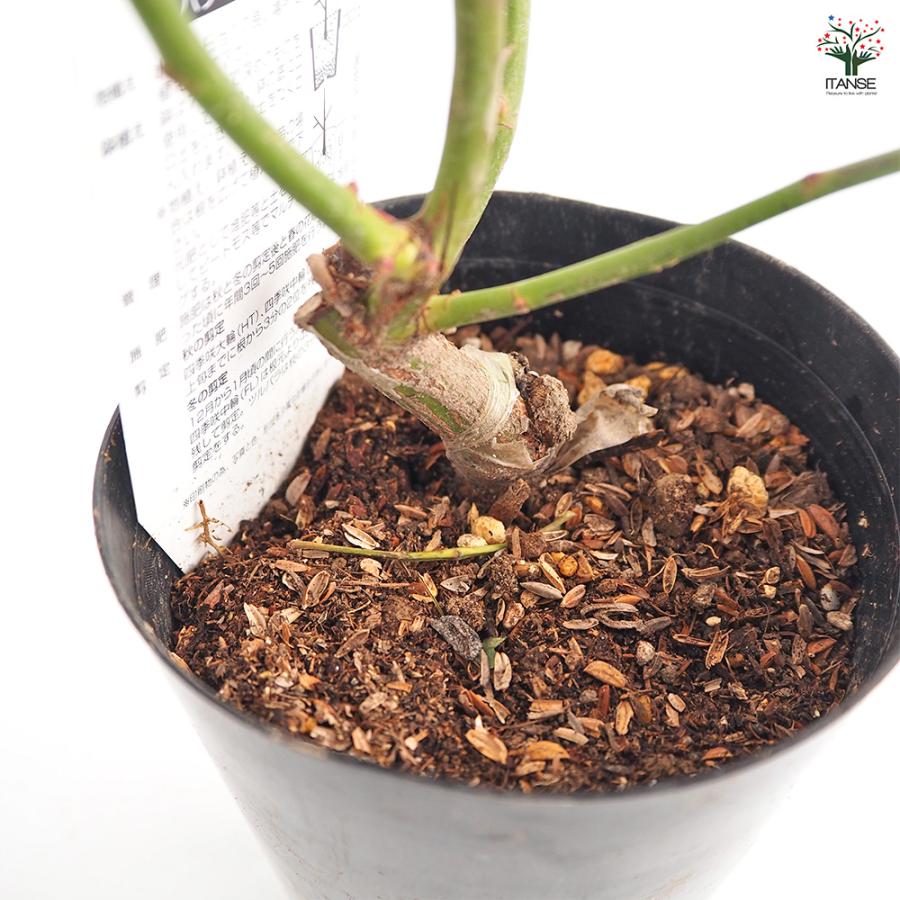 薔薇 ブラッシュ ノアゼット 接木苗 花苗 4号/1個売り バラ苗 バラの苗