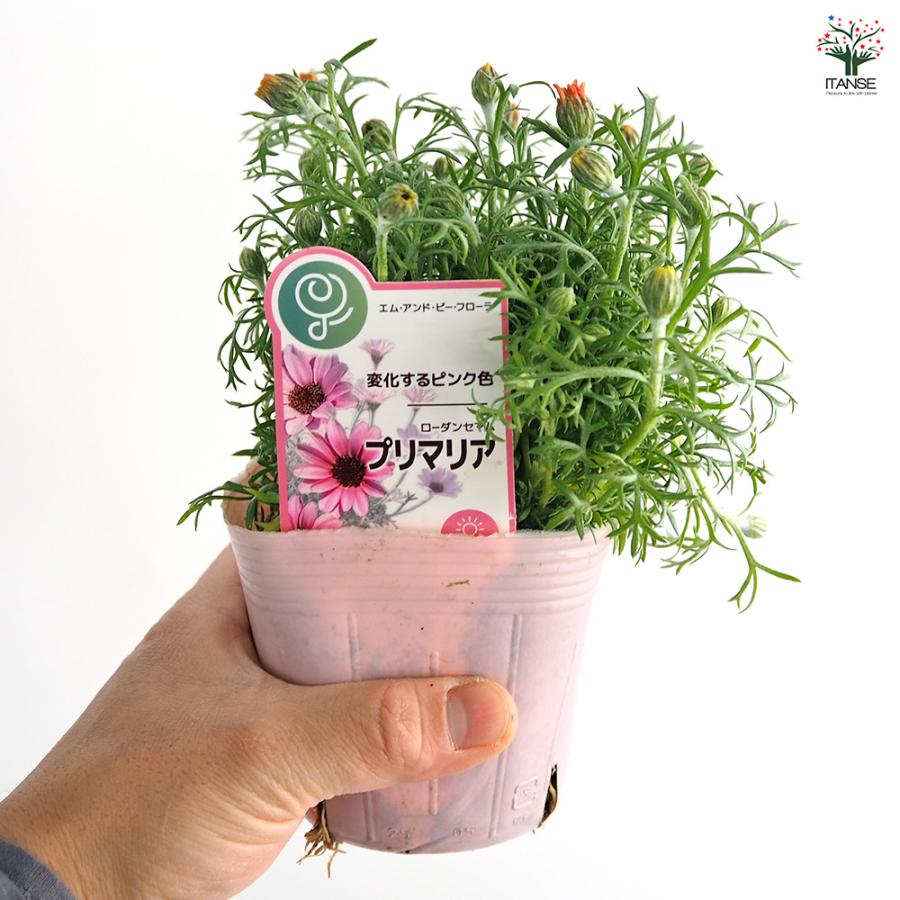 ローダンセマム プリマリア 花苗 3.5号/お買い得2個セット 花の苗 